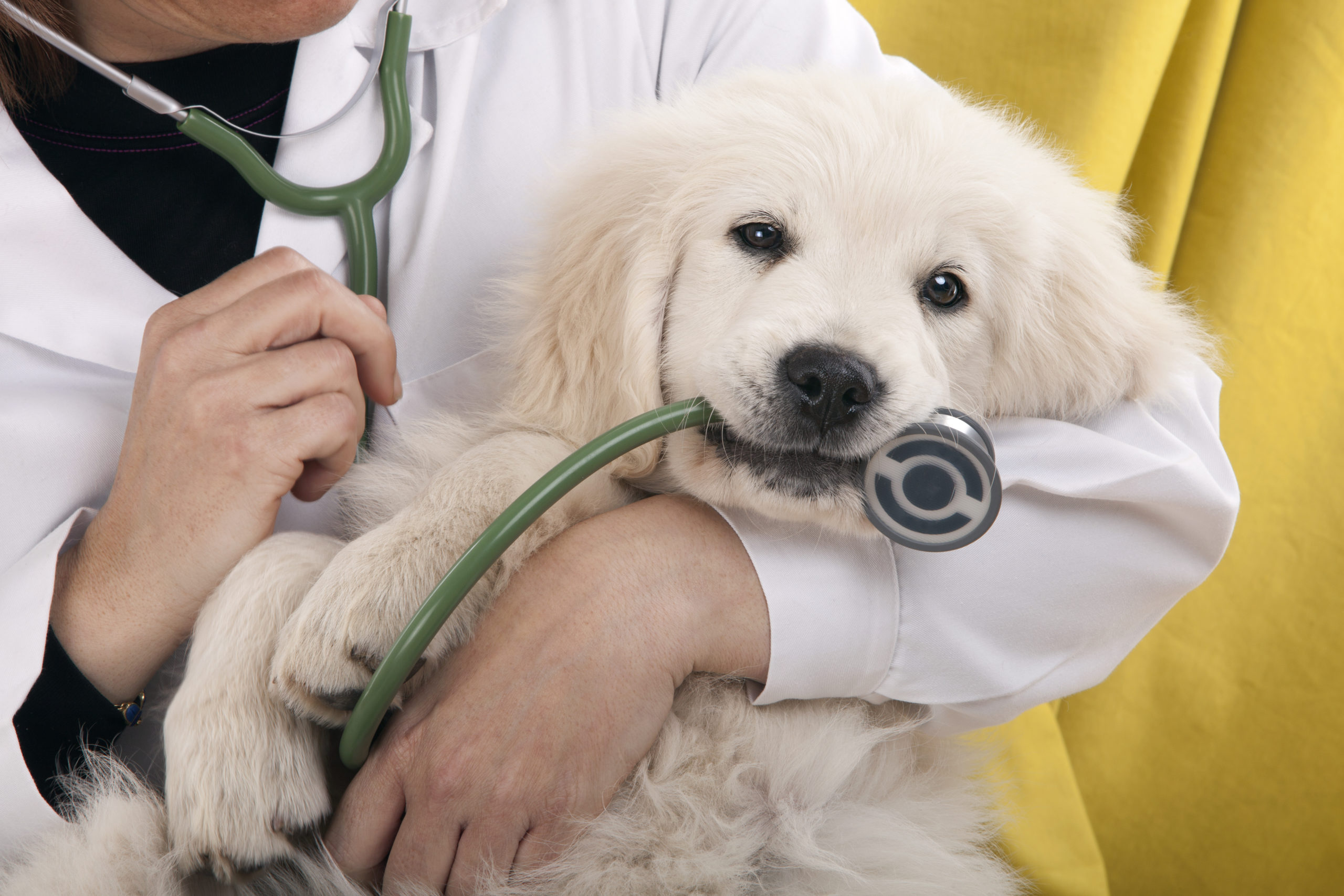 puppy in veterinarian's arms