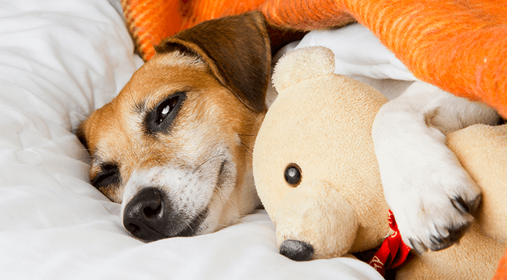 puppy laying with stuffed animal