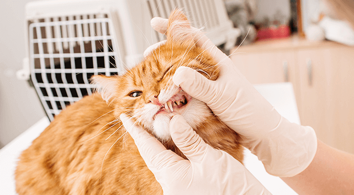 veterinarian checking out cat's teeth