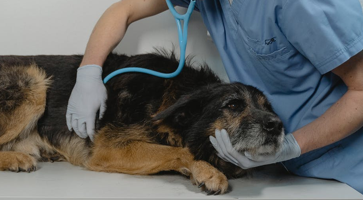 veterinarian doing a checkup on dog