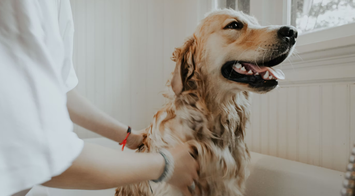 golden retriever getting a bath