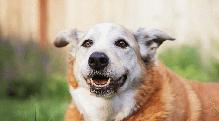 dog with brown eyes smiling