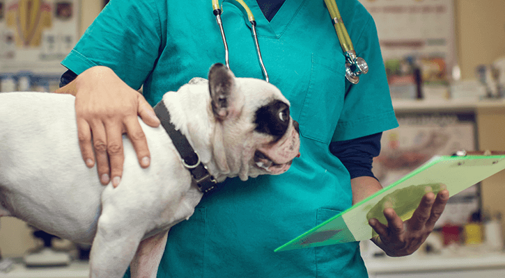 veterinarian checking on puppy