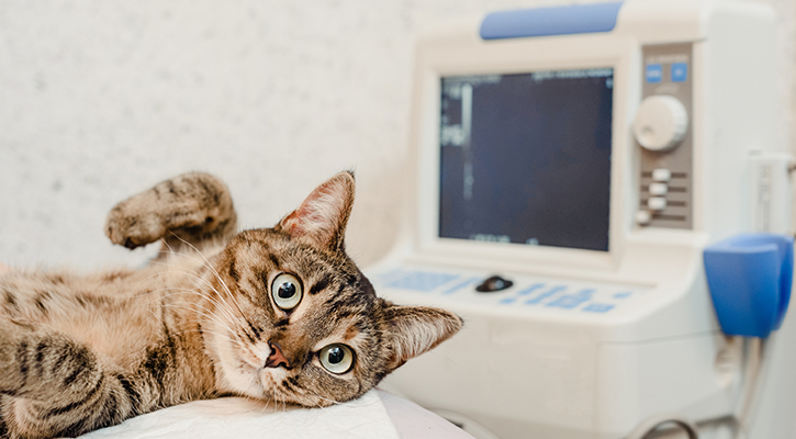 kitten taking ultrasound